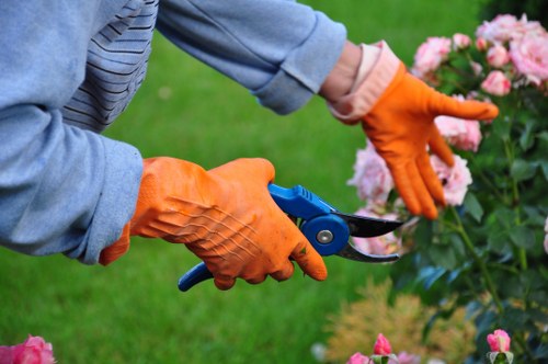 Gardener tending to plants in Sudbury garden